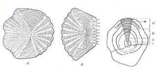 Le scaglie nei Pesci SCAGLIA GANOIDE: Formata da uno strato di osso lamellare, possono considerarsi evolute dalle cosmoidi per perdita di uno strato di osso spugnoso.