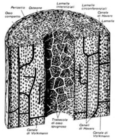 Osso: struttura Le lamelle si organizzano in modo circolare attorno ad un sistema di vasi che decorrono in senso longitudinale (canali di Havers) o in senso trasversale e obliquo