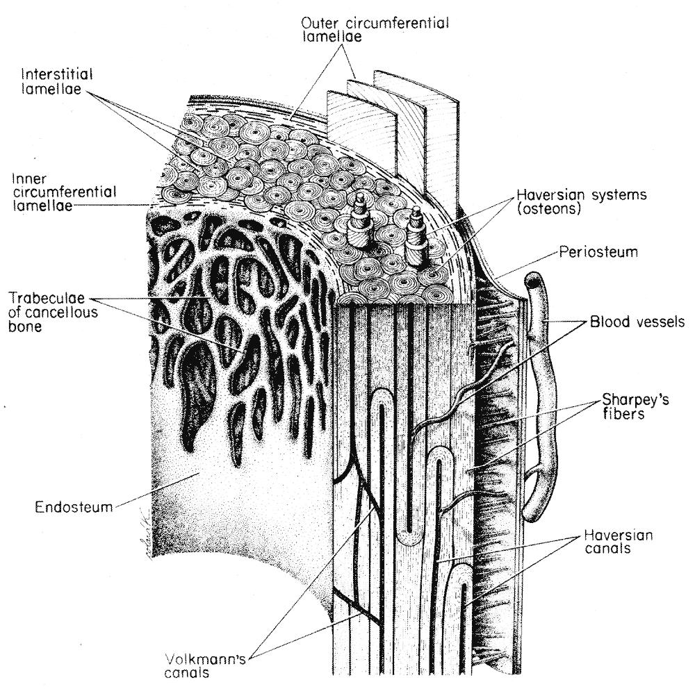 osteoni, sistemi interstiziali, sistemi