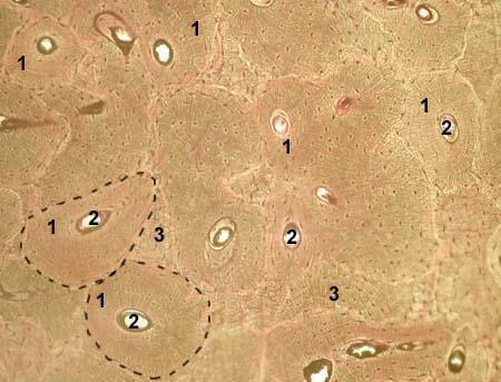 Osso Lamellare 1 - Haversian system (for better understanding, two Haversian systems are bordered with dotted line)