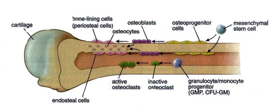 Cellule dell osso