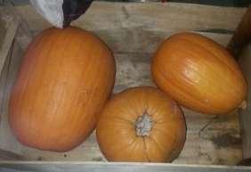 Caratteristica della festa è proprio il simbolo della zucca, che