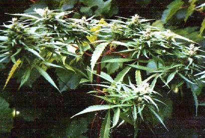 Cannabis sativa La Cannabis sativa è una pianta arbustiva o erbacea, dioica, annuale, appartenente al genere delle