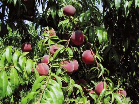 Frutteto Sperimentale Azienda Sasse Rami - Ceregnano (RO) Scheda Pomologica Pesco RED COAST* SIGLA SELEZIONE SANITARIA ps/84 ORIGINE ottenuta da m.leis, d.musacchi c.i.v.