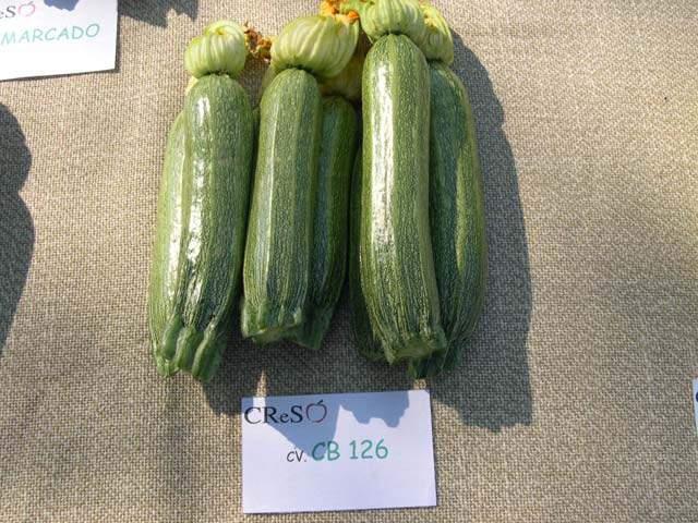 Zucchine