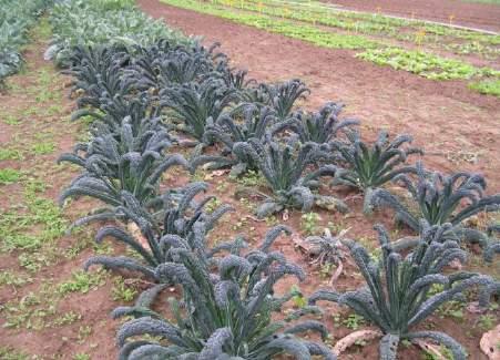 Brassica oleracea var.