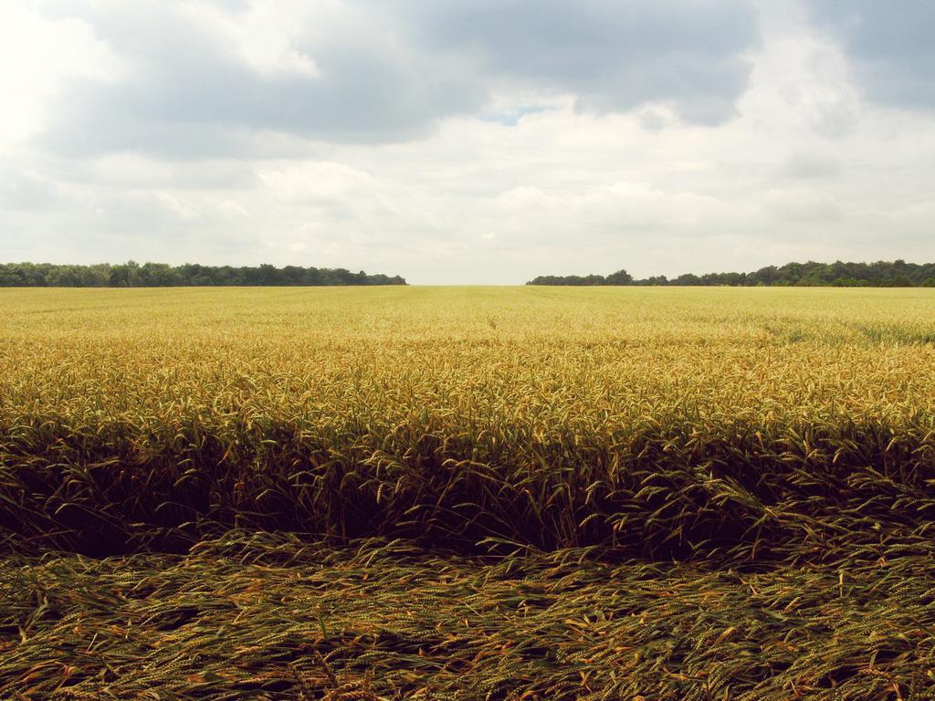 Il corpo diventa ciò che sono gli alimenti, come lo spirito