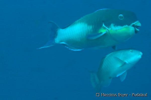 Il gruppo dei pesci fu uno dei primi a moltiplicarsi, quasi esclusivamente tramite la riproduzione asessuata.