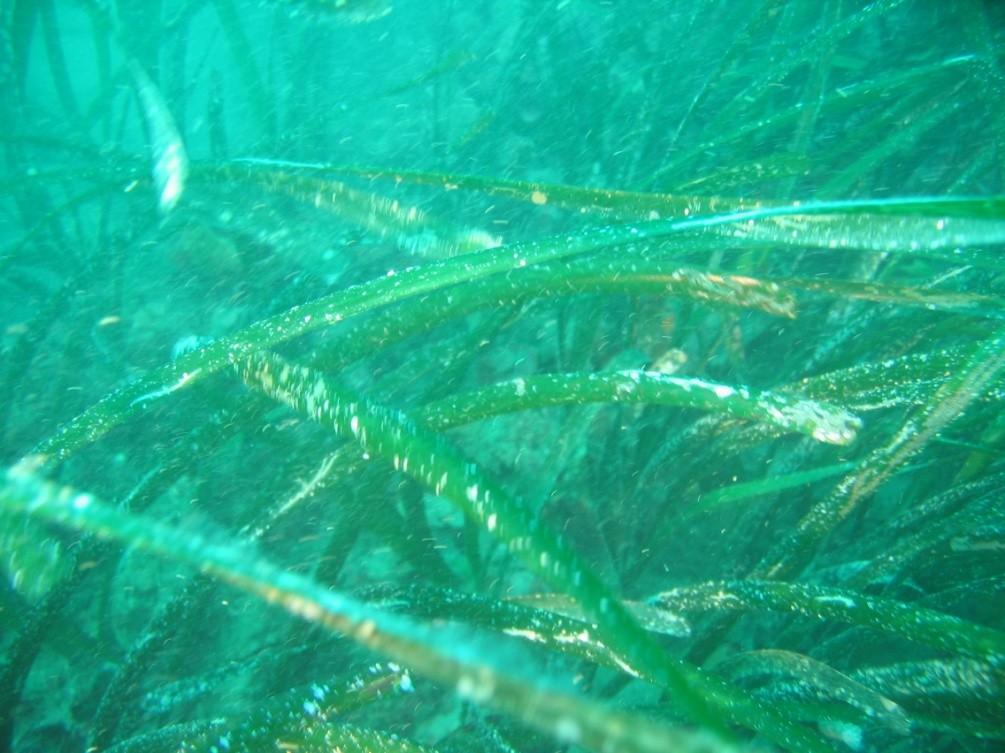 Posidonia oceanica Da Aristotele fu definita la quercia marina, la fotosintesi risulta molto elevata