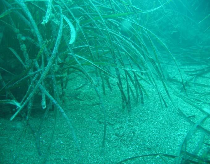 L'importanza della prateria Posidonia oceanica Foto: Scuba divers Assopaguro di Posidonia Il posidonieto contribuisce alla riduzione dell energia delle correnti e delle onde, protegge quindi la