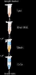 Il lavoro in laboratorio (mtdna) 1. Estrazione DNA: separare il DNA dal resto delle macromolecole 2.