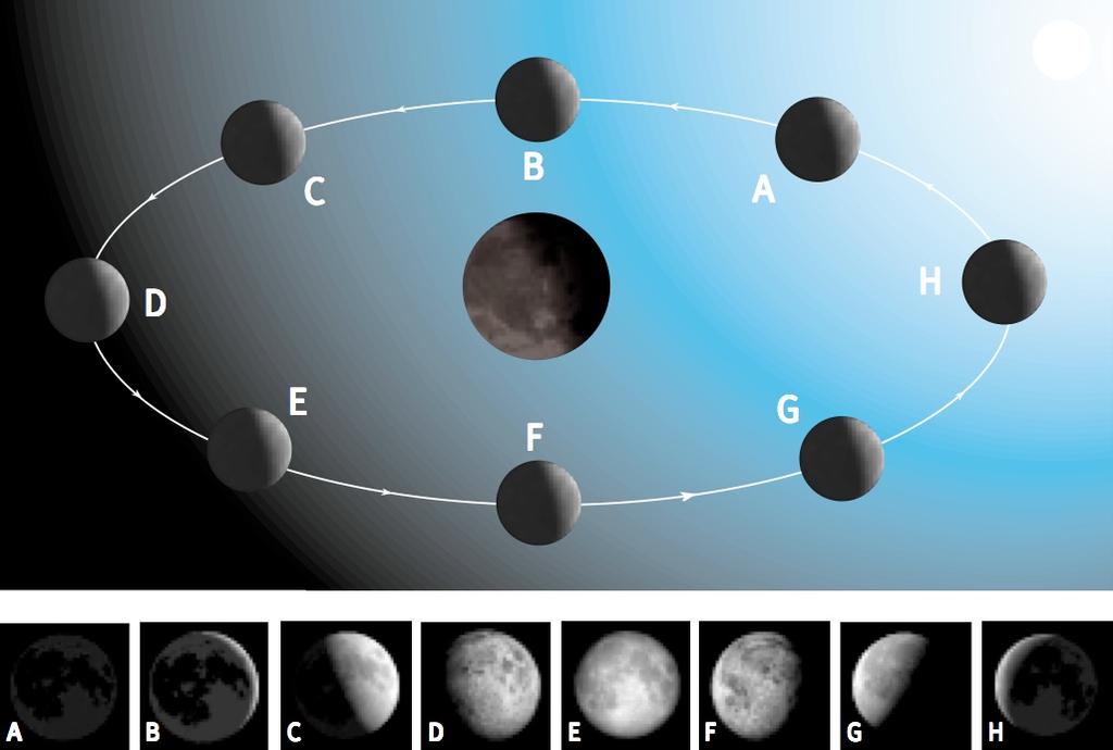 Le fasi lunari dipendono dalla differen: condizioni di illuminazione della Luna rispeho alla Terra [from