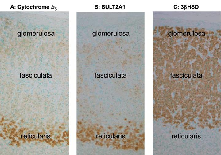 Altro esempio: sezioni seriali di tessuto di ghiandola surrenale sottoposte a reazioni contro 3 antigeni diversi: (E)Gt-anti Rb (E)Gt-anti Rb (E)Gt-anti Rb