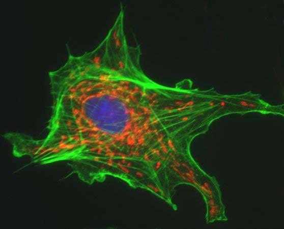 A mammalian epithelial tissue culture cell with