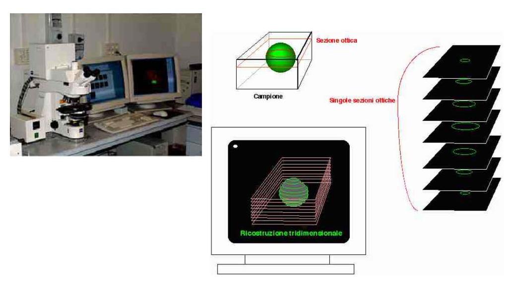 La microscopia confocale utilizza un raggio laser per