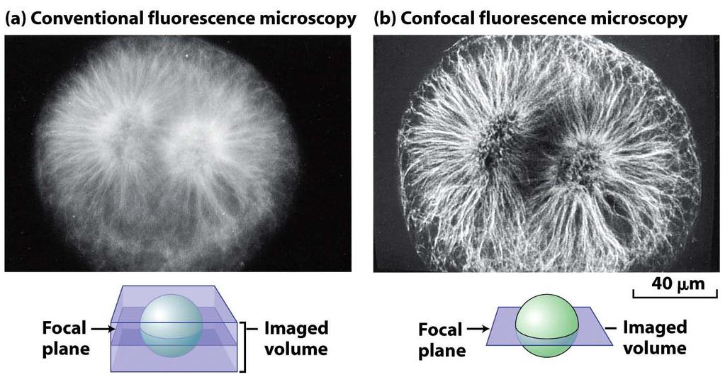 Confocal microscopy produces an in-focus optical section through thick cells.