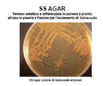 Agar. VALUTAZIONE DI: