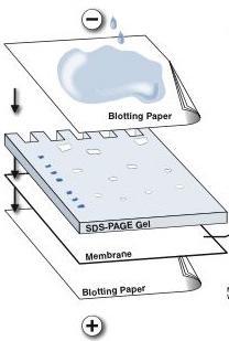 Western blot: seconda fase Immobilizzazione e trasferimento Trasferimento dal catodo (-) all anodo (+) 1) Spugnette 2) 3 fogli di carta da