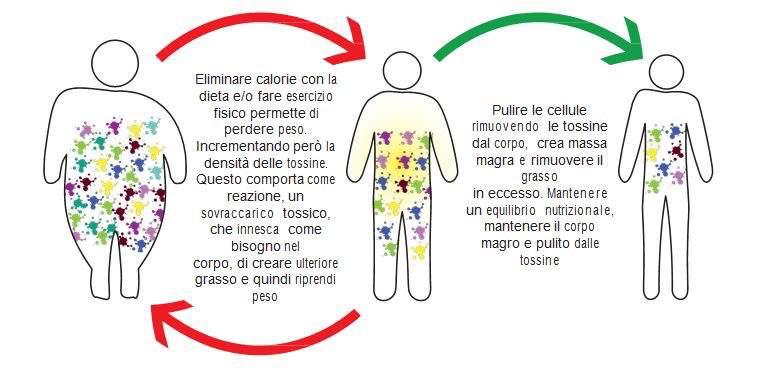 L esempio di dieta che troverai in questo piccolo report, serve per darti un idea di quello che potrebbe essere una settimana di