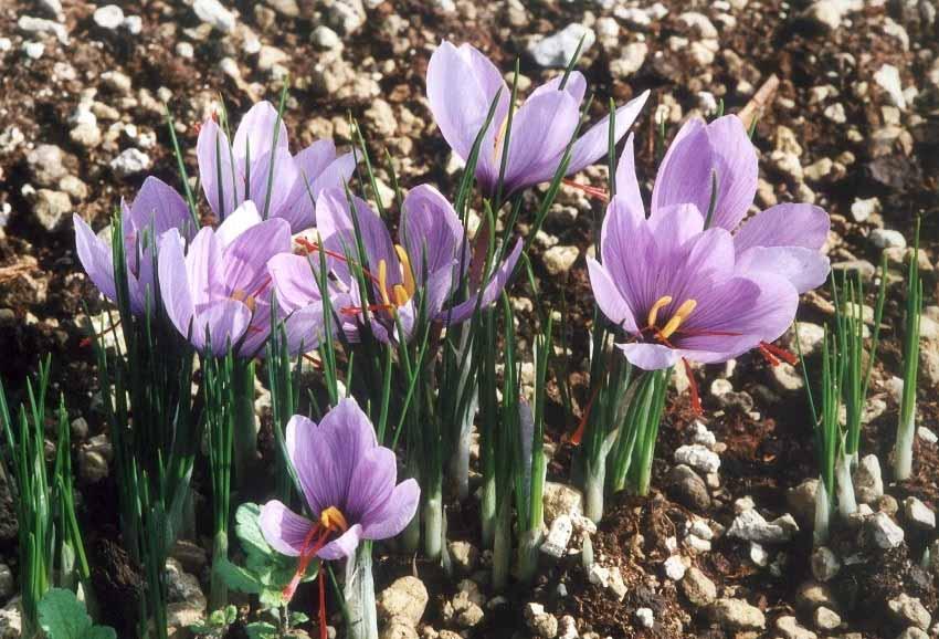 Crocus Sativus