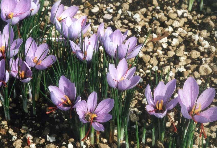 Crocus Sativus