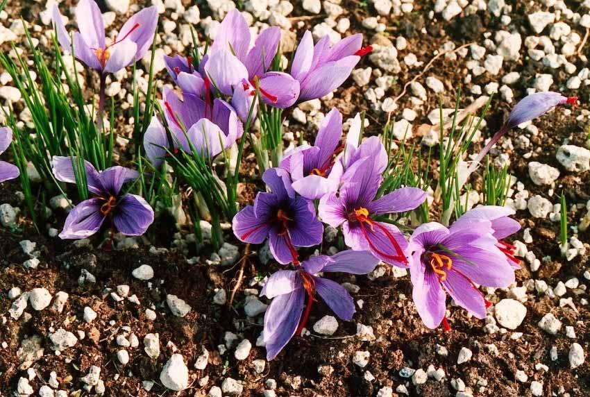 Crocus Sativus