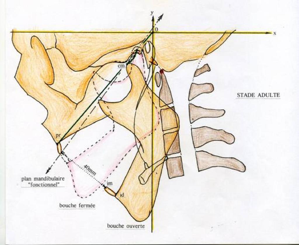 center is found to odontoïd apophysis apex. Mandibular movements concerns a functional équilatéral triangle, with 100mm sides. KEY WORDS - buccal opening, mandibular movements, odontoïd apophysis.