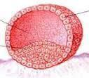 Pensiamoci Prima Riprogrammazione epigenoma Inizio formazione