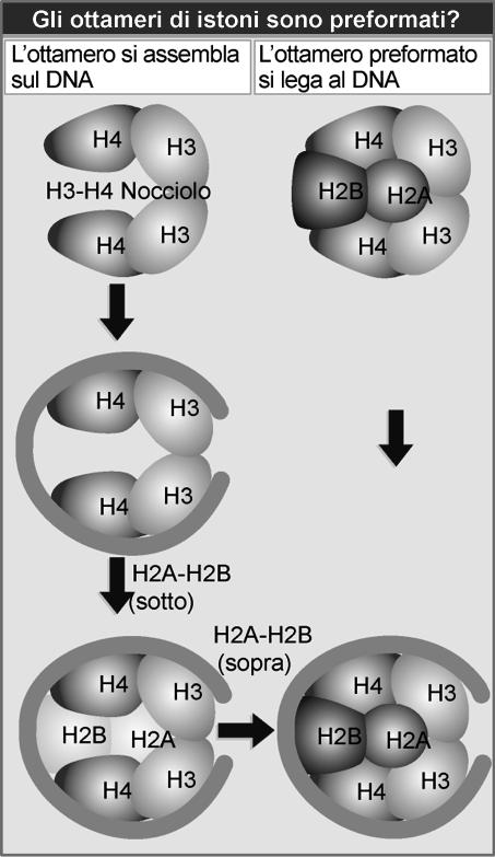 riformano immediatamente In che modo gli istoni si