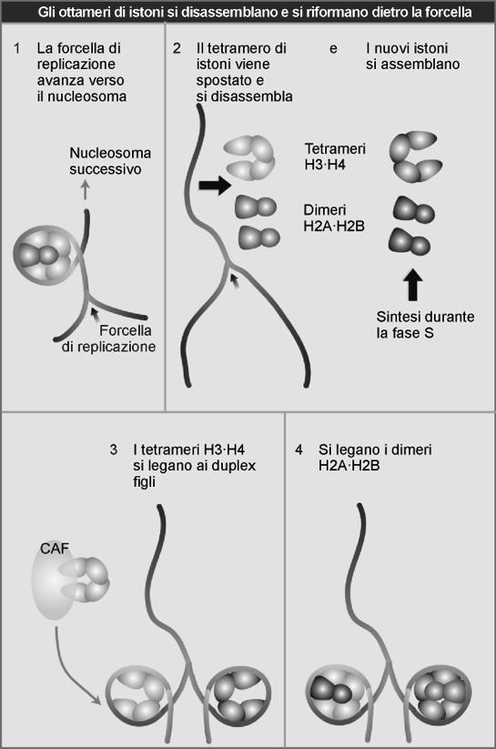 L assemblaggio dei nucleosomi non è un