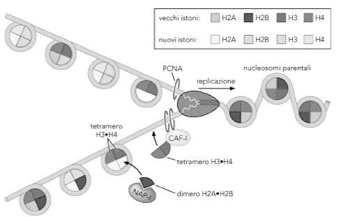 di fattori che trasportano gli istoni sul DNA