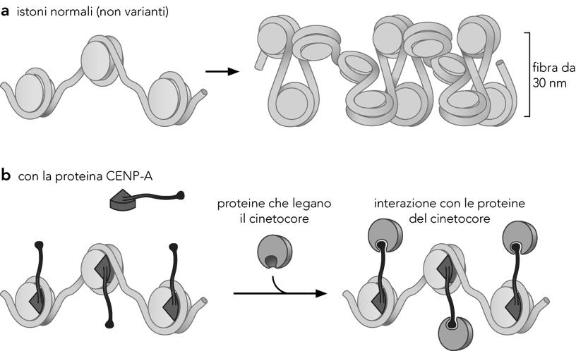 CENP- A sostituisce H3 nei centromeri Posizionamento dei nucleosomi Lungo una