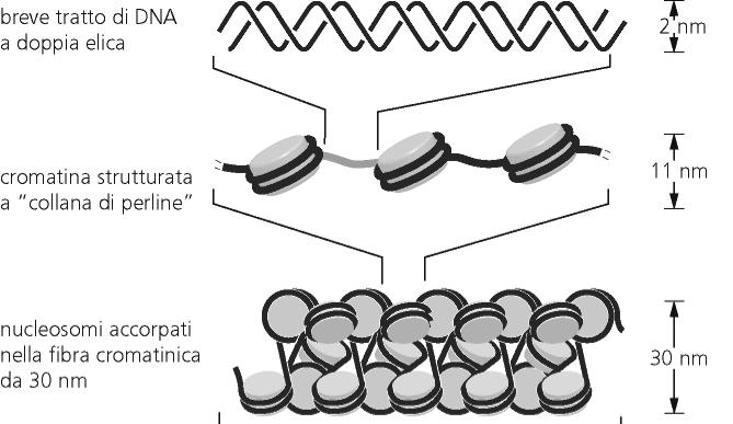 sui nucleosomi: 6 volte: da 1 m a 16 cm nelle fibre da 30 nm: 40 volte: 1 m a 2.5 cm L impaccamento della cromatina molto lontano dall impaccamento necessario (10.000-100.