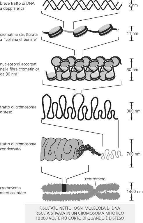 5 avvolgimenti della doppia elica La compressione del DNA avviene a più livelli nucleosoma fibra da 30 nm fibra ad ansa fibra da 700