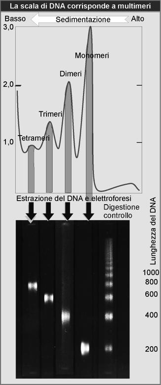 Frazionamento su gradiente di saccarosio si genera una scaletta: