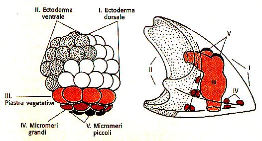 (tasche celomatiche) mesoderma