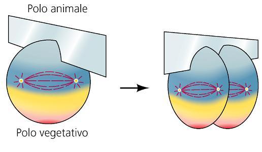 SEGMENTAZIONE UOVO ISOLECITICO