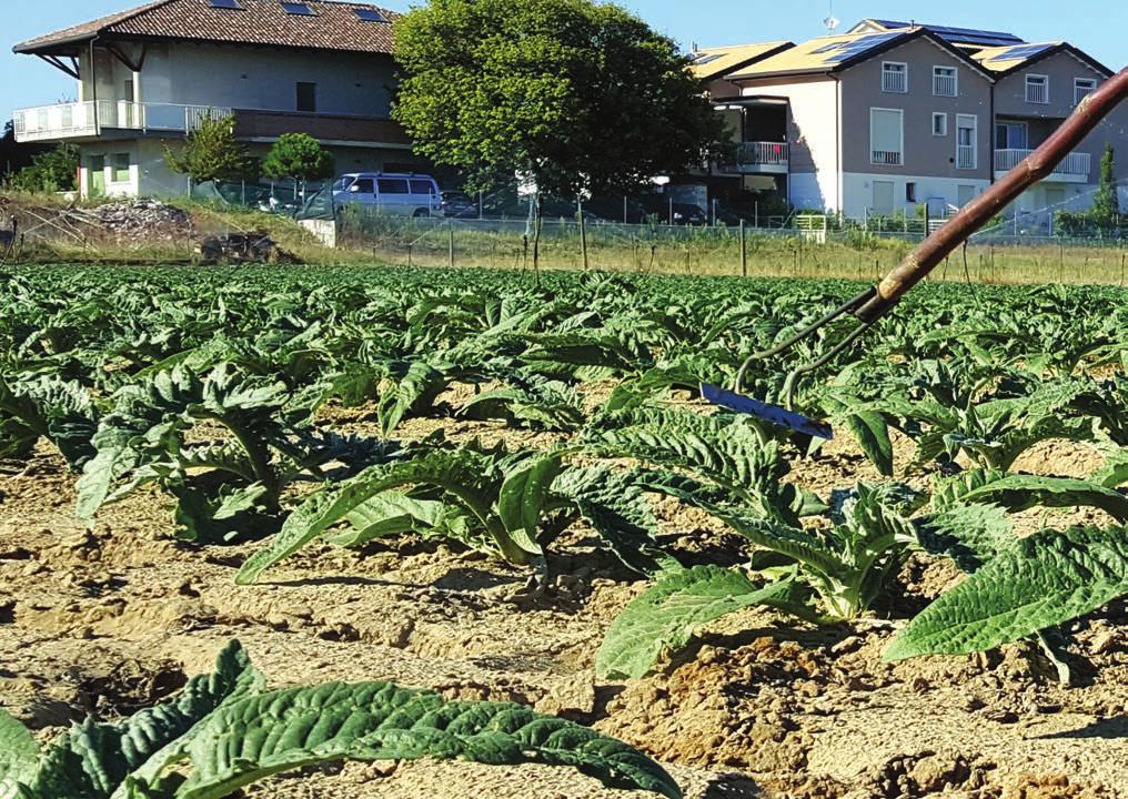 Olio al Cardo by Azienda Agricola Giuseppe Fiori i Novità Produzione 2017 L olio