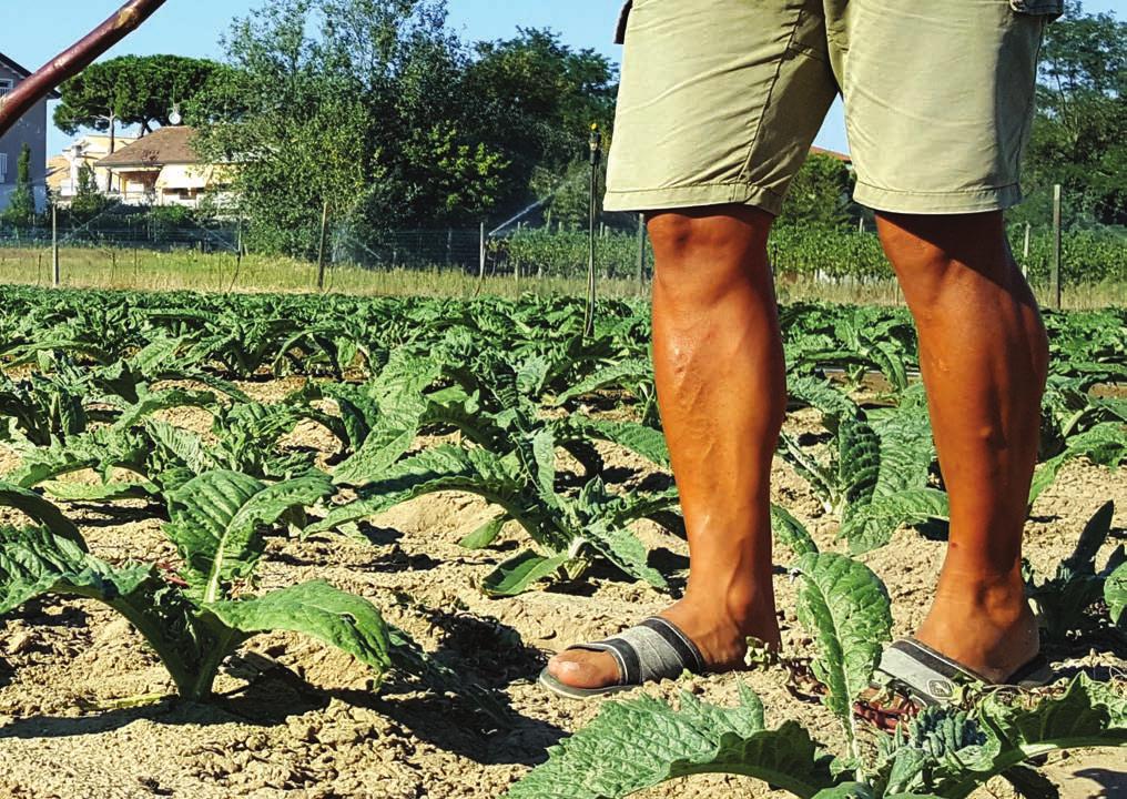 Caramelle al Cardo by Azienda Agricola