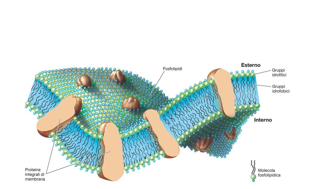 Rappresentazione schematica della struttura della membrana citoplasmatica (m.c.) Proteine di membrana: 1. Proteine periplasmatiche, all esterno della m.c. 2. Proteine integrali di membrana 3.