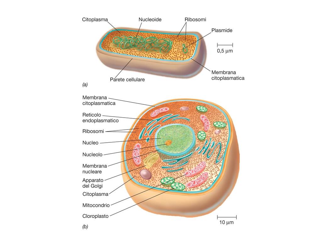 Rappresentazione schematica di una cellula procariotica (Batteri e Archea)