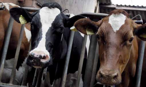 aminoacidi che la vacca usa per soddisfare i suoi fabbisogni sono sintetizzati dalla popolazione
