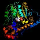 RUMINE Cortal PRIMA PARTE L'IMPORTANZA DEL BYPASS PROTEICO Proteina indegradabile (RUP)/aminoacidi Proteina degradabile (RDP) Amino acidi Ammoniaca NH 3 Proteina microbica Intestino tenue Azoto non