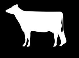 In particolare il glicerolo, se somministrato con l acqua, riesce in buona parte a bypassare il rumine, arrivando all intestino e fornendo energia diretta per la vacca.