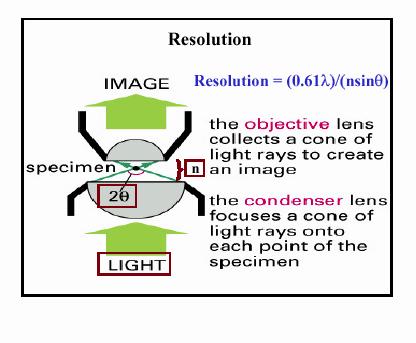 Le caratteristiche fondamentali di un microscopio ottico Il potere di risoluzione èunindice della ricchezza di particolari che si possono osservare nella struttura di un'immagine.