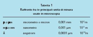 L infinitamente piccolo va osservato per mezzo del microscopio I batteri sono organismi unicellulari di dimensioni