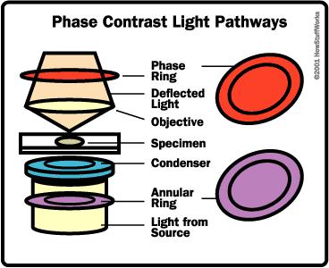 Altri tipi di Microscopi ottici: in campo chiaro - scuro e a contrasto di fase CAMPO CHIARO: più comune, basata sulla proprietà della cellula di assorbire o disperdere la luce.