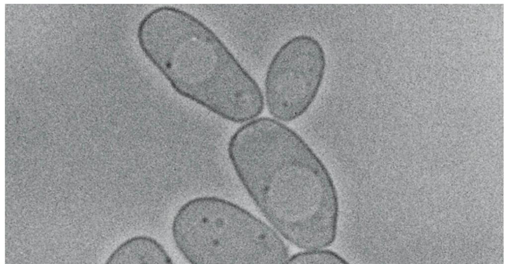 Osservazione a contrasto di fase Questa tecnica di