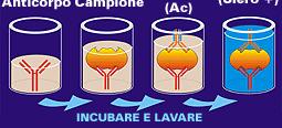 Reazioni di immunofluorescenza Metodo diretto: l anticorpo marcato si lega all