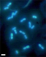 DAPI A simple-to-use fluorescent stain, 4',6-